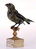 Crociere