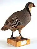 Coturnice