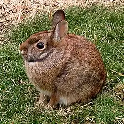 Silvilago (Minilepre) Sylvilagus floridanus Diffusa in Italia