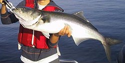 Grosso esemplare catturato da un pescatore sportivo